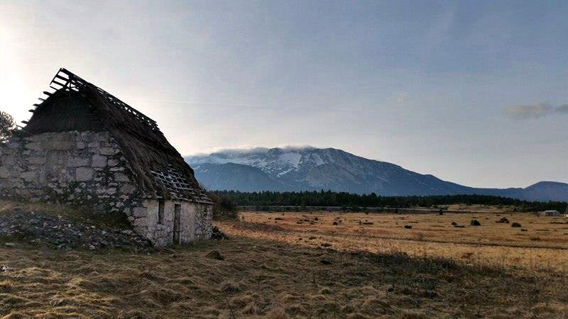 podružnica