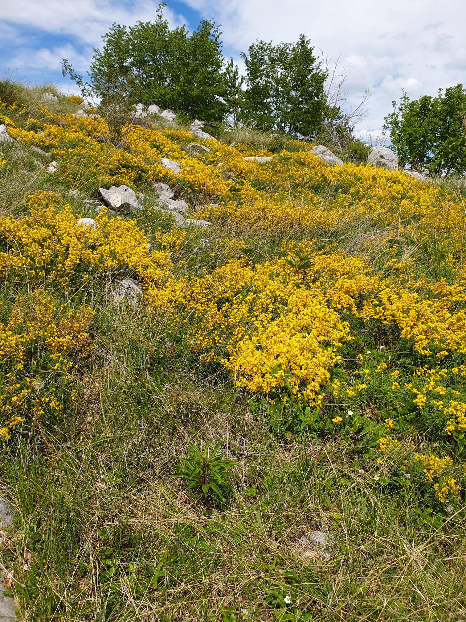 IMG-20240515-WA0008