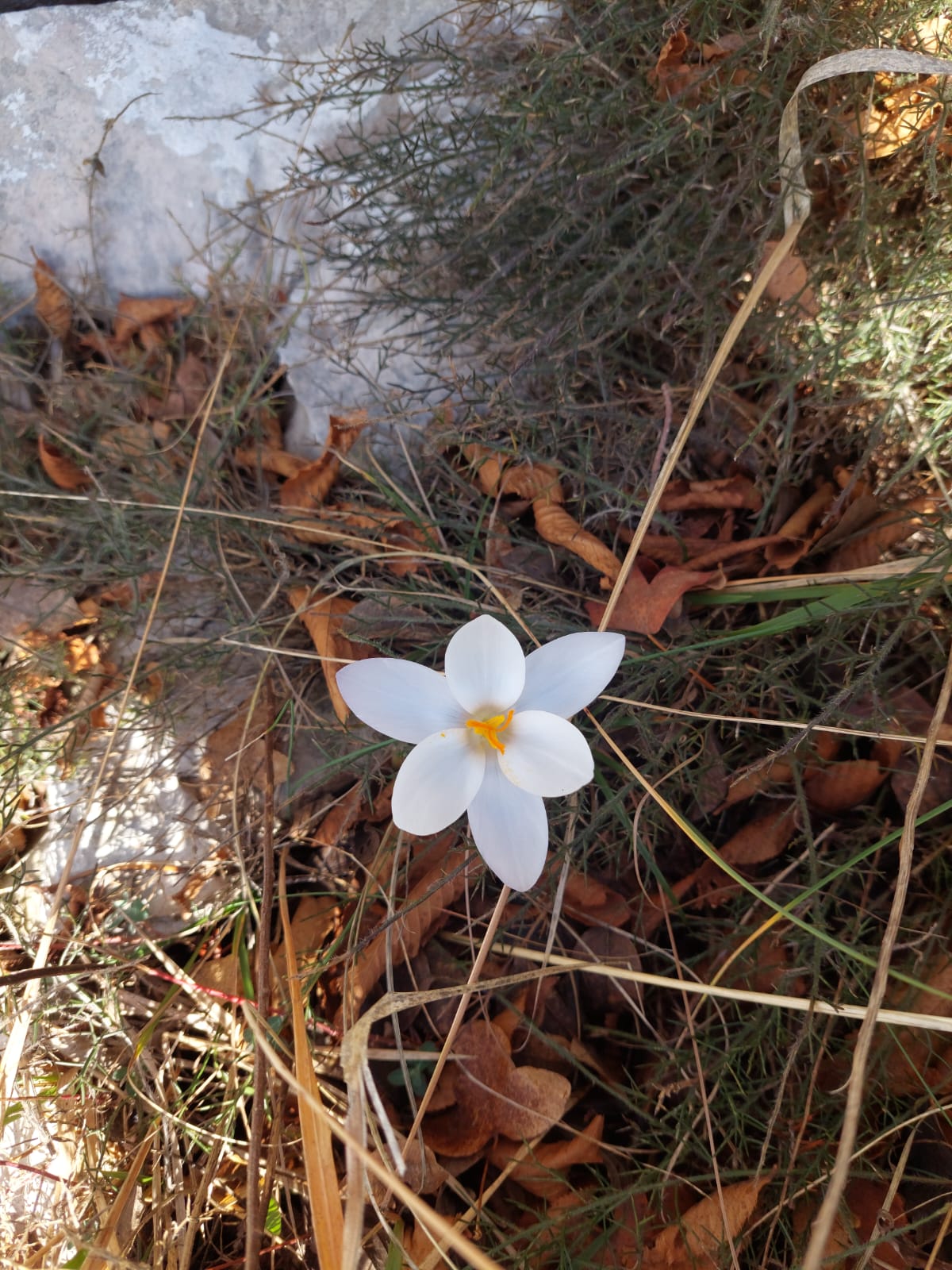 IMG-20250226-WA0007