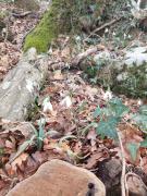 IMG-20250226-WA0004